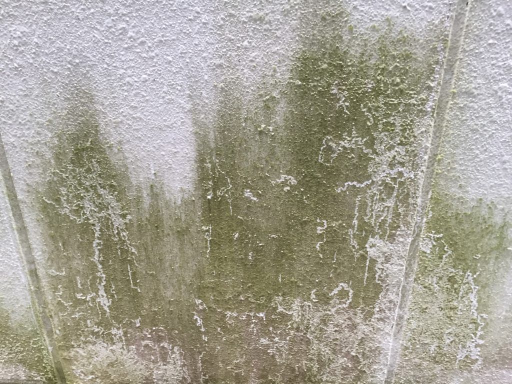 外壁塗装 汚れ カビ